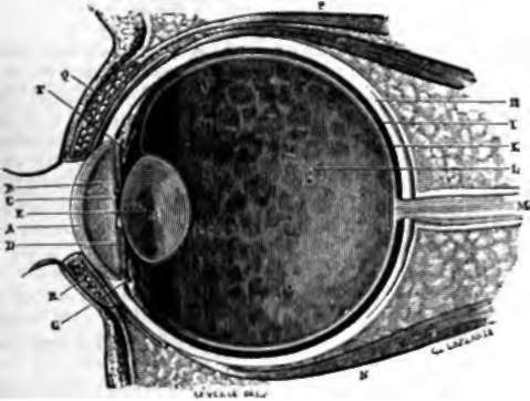 Vertical section of the eye on the median line.