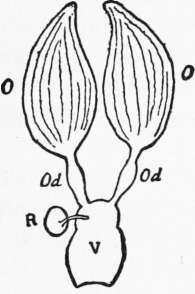 Diagram of the genital organs of a wasp