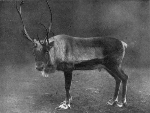 A Male Cabibou In Captivity In London