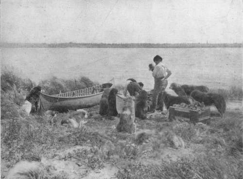 Dogs Interested In The Morning Catch Of Fish