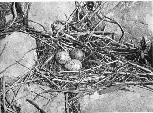 Nest And Eggs Of Common Tern.