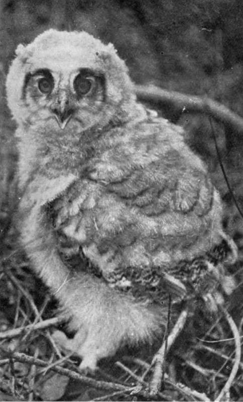 Nestling  G Beat Horned Owl.