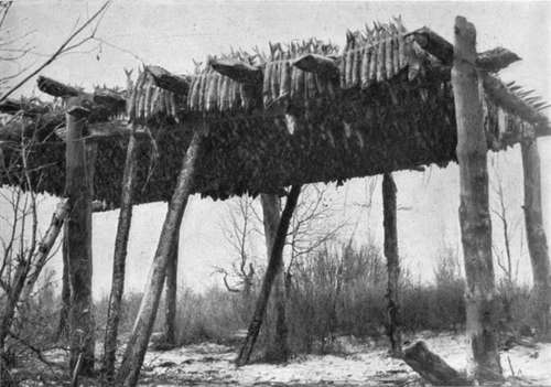 Timber Stage On Which Is Hung The Autumn Catch Of Fish For Dog Food