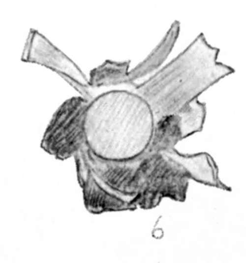 (6) 7.9 mm. bullet (expanding) from sable antelop