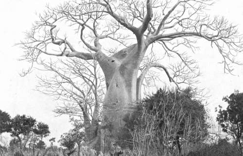 Baobab Tree In Nyasaland