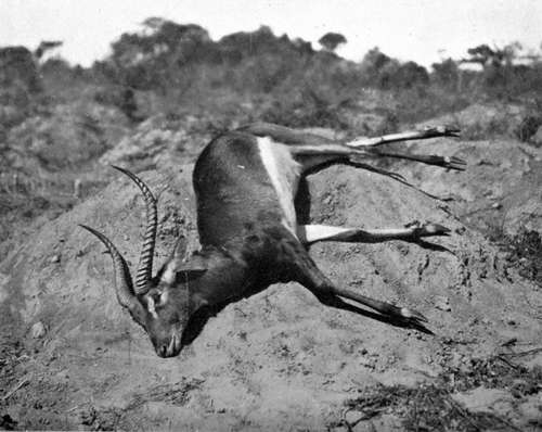 Black Lechwe