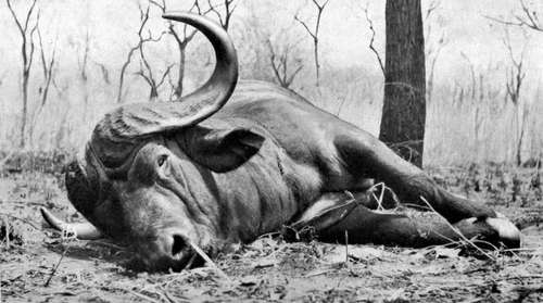 Buffalo Bull Shot In Nyasaland
