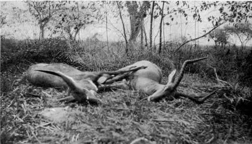Bushbuck And Impala Rams