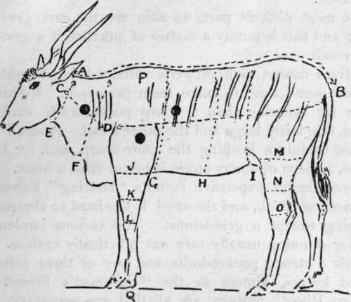 Eland Bull, Showing the Way to Take Measurements for Specimens Intended for Mounting in Museums