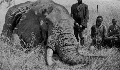 Elephant Bull Shot In Nyasaland.