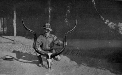 Horns Of Kudu Bull Shot In North Eastern Rhodesia