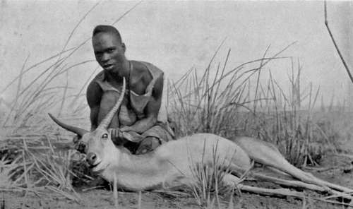 Reedbuck Ram Shot In Nyasaland