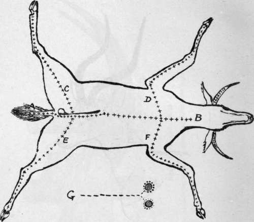 Reedbuck, Showing the Way to Take Whole Skin