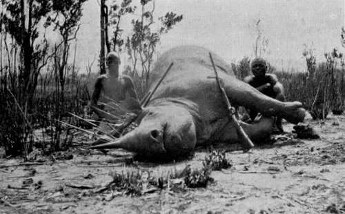 Rhino Shot In Northern Rhodesia