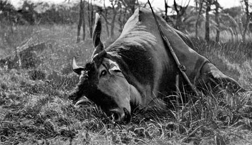 Very Old Eland Bull Shot In Nyasaland.