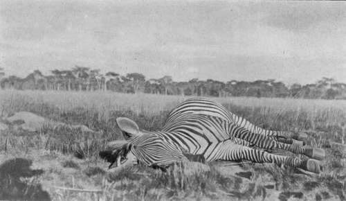 Zebra (Burchell's) Shot In Nyasaland