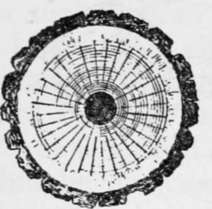 Cross section of Tree Trunk.