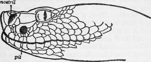Head of rattlesnake (after Stejneger).