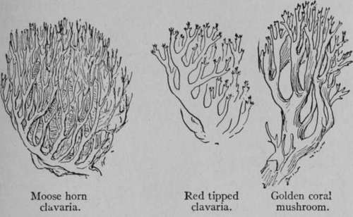 Beefsteak Mushroom Fistulina Hepatica 258