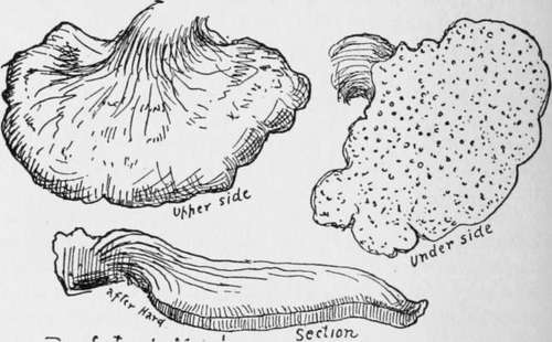 Beefsteak mushrooms.