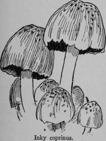 Oyster Mushroom Pleurotus Ostreatus 256
