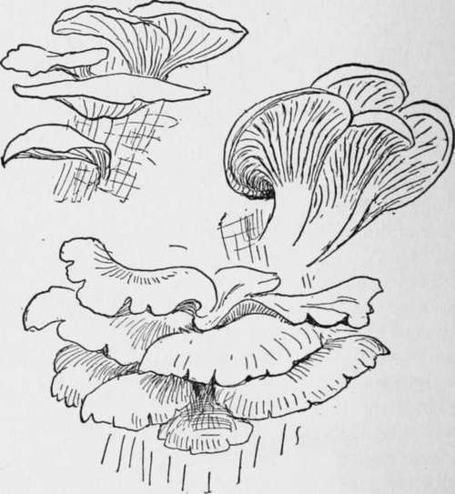 Oyster Mushrooms.