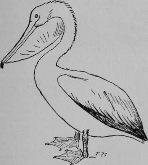 Pelican.