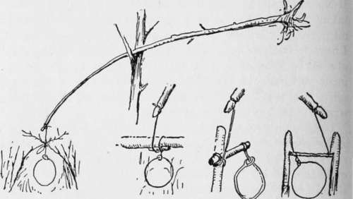 Pole for rabbit snare and various ways of setting the noose.