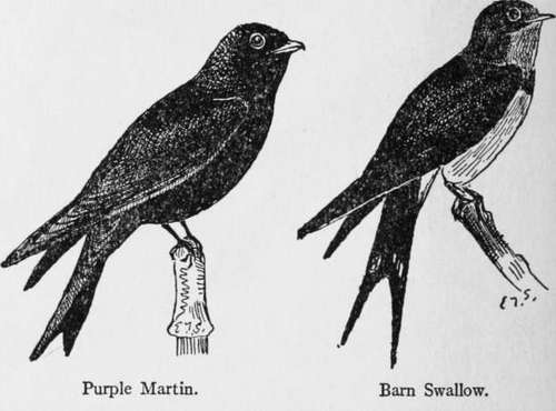 Purple Martin Progne Subis 233