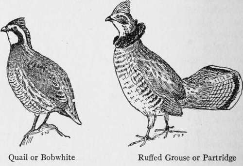 Quail Or Bobwhite Colinus Virginianus 228