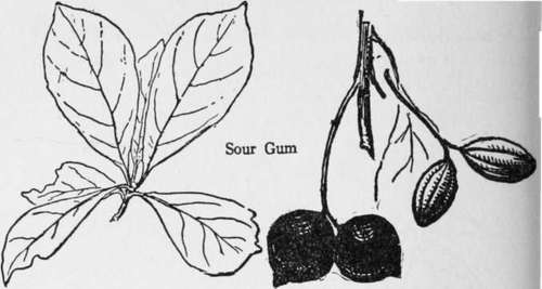 Sour Gum Black Gum Pepperidge Or Tupelo Nyssa Sylv 303
