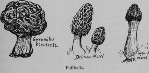 To Cook Morels 259