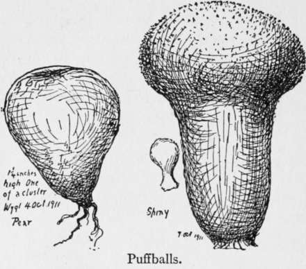 To Cook Morels 260