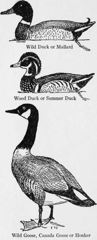 Wood Duck Or Summer Duck Aix Sponsa 226
