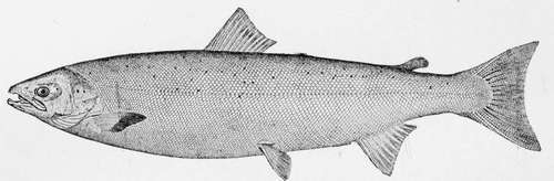 Atlantic Salmon salmo Salar
