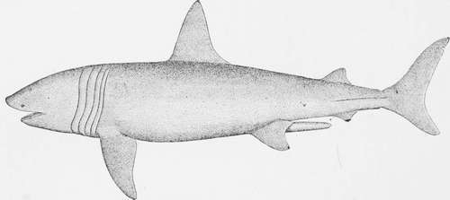 Basking Shark, or Bone Shark  maximus