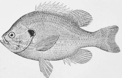 Common Sunfish Lcfiomis gibbosus.