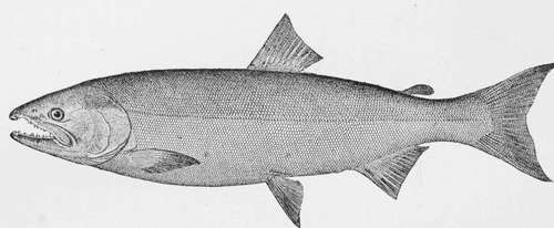 Quinnat, Or California Salmon Uncorhynchus Chonicha.