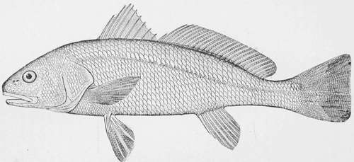 Red Fish Scioena ocellata.