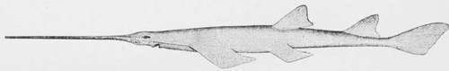 Saw Fish (side view) Pristis pectinatus.