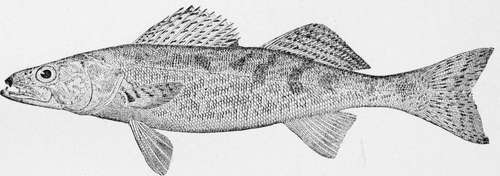 Wall Eyed Pike, or Dorn Stizostedium vitrcum.