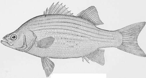 White Bass Roccus chrysops.