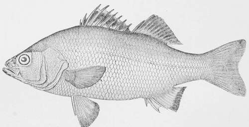 White Perch  Roccus Ame rie anus.