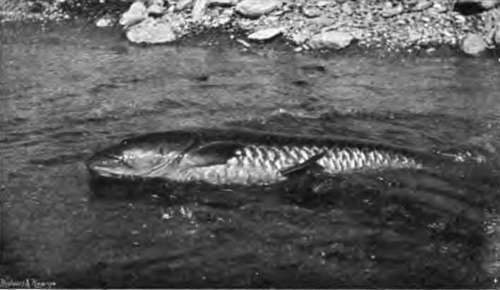 A Thirty Two Pound Mahseer.