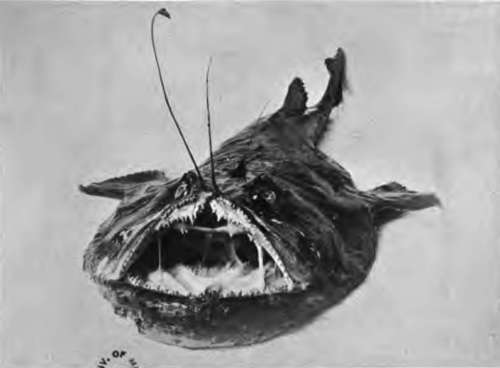 Angler Fish.