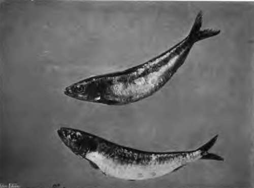 Cornish Pilchard