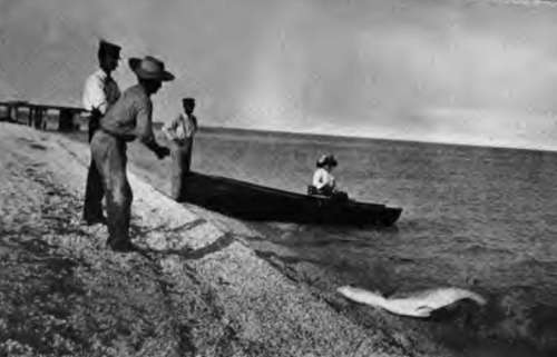 Landing A Tarpon