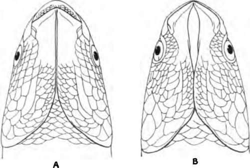 Lower View of Head of (A) Mugil chelo; (B) M. capito