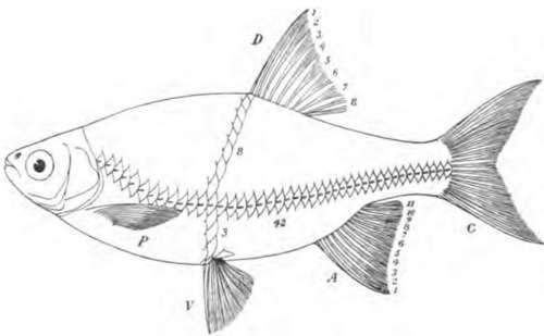 Rudd, Showing The Posterior Position Of The Dorsal Fin