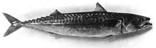 The Common Mackerel.